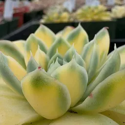 Plant._.aholicMom