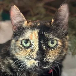 Meowraaa