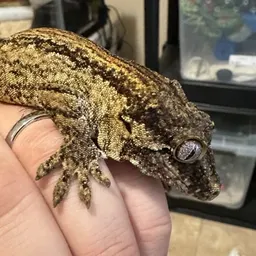 WhatTheGeck