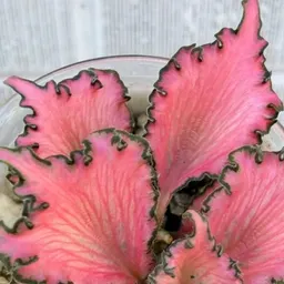plantspeaceme
