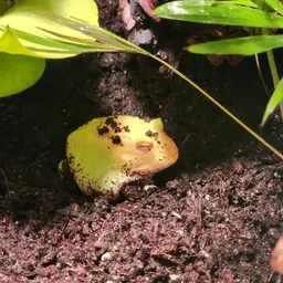fancy_treefrog