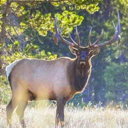 Elkhunter500