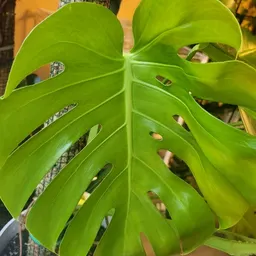 Royalplantmomma