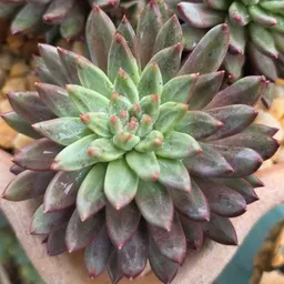 PeaceLovePlants714