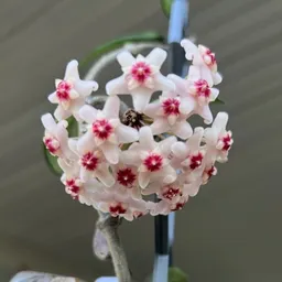 Leslieplantyinohio
