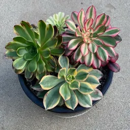 Almitas.Plantitas