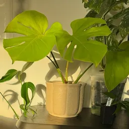 BotanicalTones
