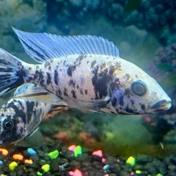 Zeemans_Aquatics