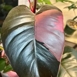 Plantiemom