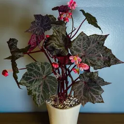 MrGrannyPlanties