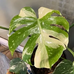 momstera_0817
