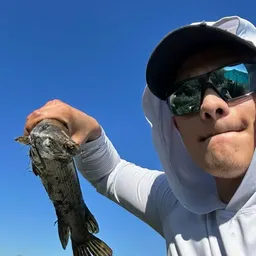 Frogbait