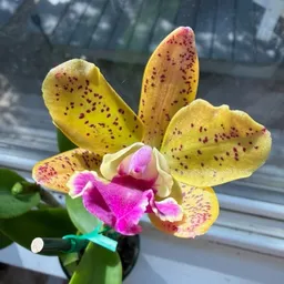 Leafyluxe