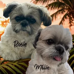MillieRose