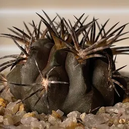 DarkPlants