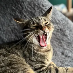 Sleepiroo