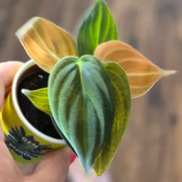 Kelly_lovesplants7