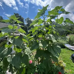 Debtheplanthoarder