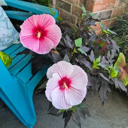 Houseplantforestjim