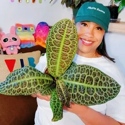 Plantmuthalova