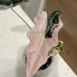 Cyndi_26