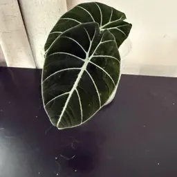 Deez_Plants