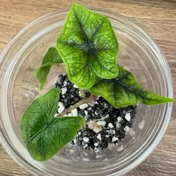 Plant_momma_1227