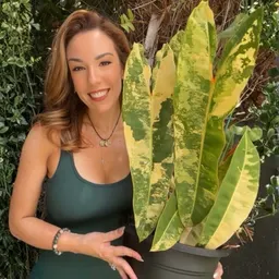 JulzC_PlantVault