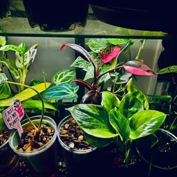 IssawholelottaplantsinthisMF