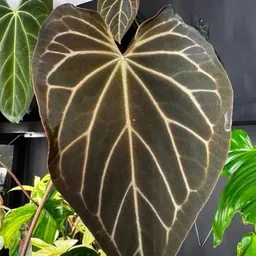 _giordana
