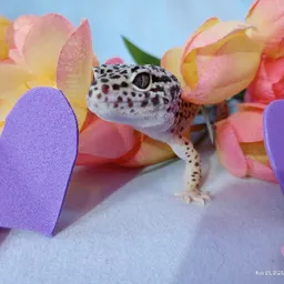 SylvieTheLeopardGecko