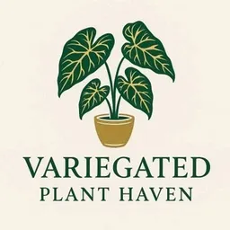 VariegatedPlantHaven