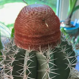cactusKazoo