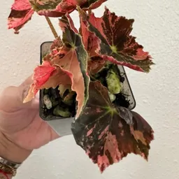 BeatriceBlooms
