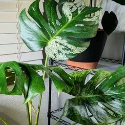 BotanicalBeats