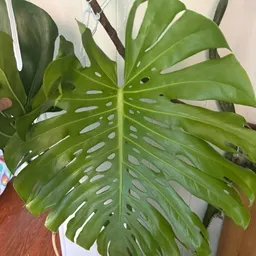 MKplants
