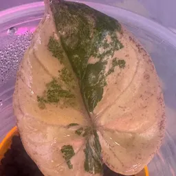 Plantschooseme
