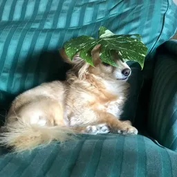Theverigatedone
