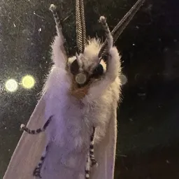 SquashBlossom