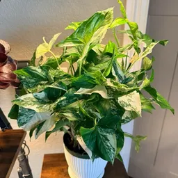 VinesNPetals