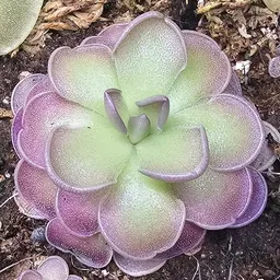FangandFlora