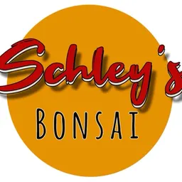 Schleysbonsai
