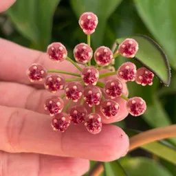 Waxyplantvibes