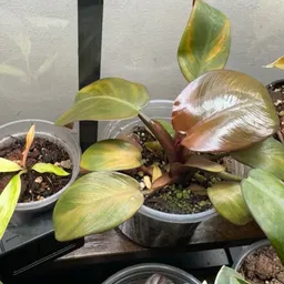 chrispyleaves