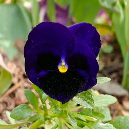 CoffeeBlossoms18