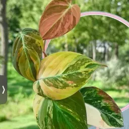 PlantEnvy_