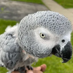 Brittanybird