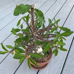 EuphorbiaHybrid
