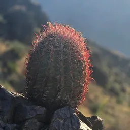 CACTULICIOUS