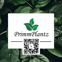 Primm_Plantz